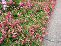 Flowering Tobacco / Nicotiana alata 